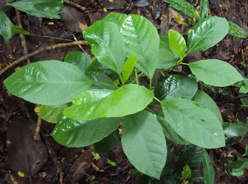 Cây Khôi nước. Baliospermum montanum - Cây Thuốc Nam Quanh Ta